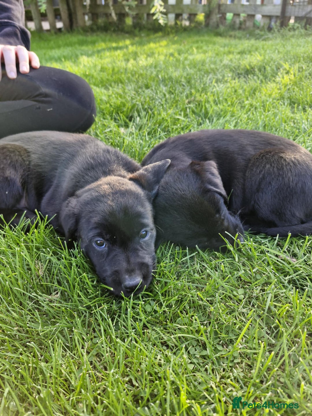Labrador Retriever dogs for sale: Labrador pups - Image 4