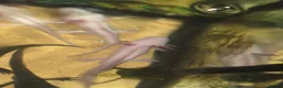 Axolotl reptiles for sale: 5 albino axolotls  - Advert 2