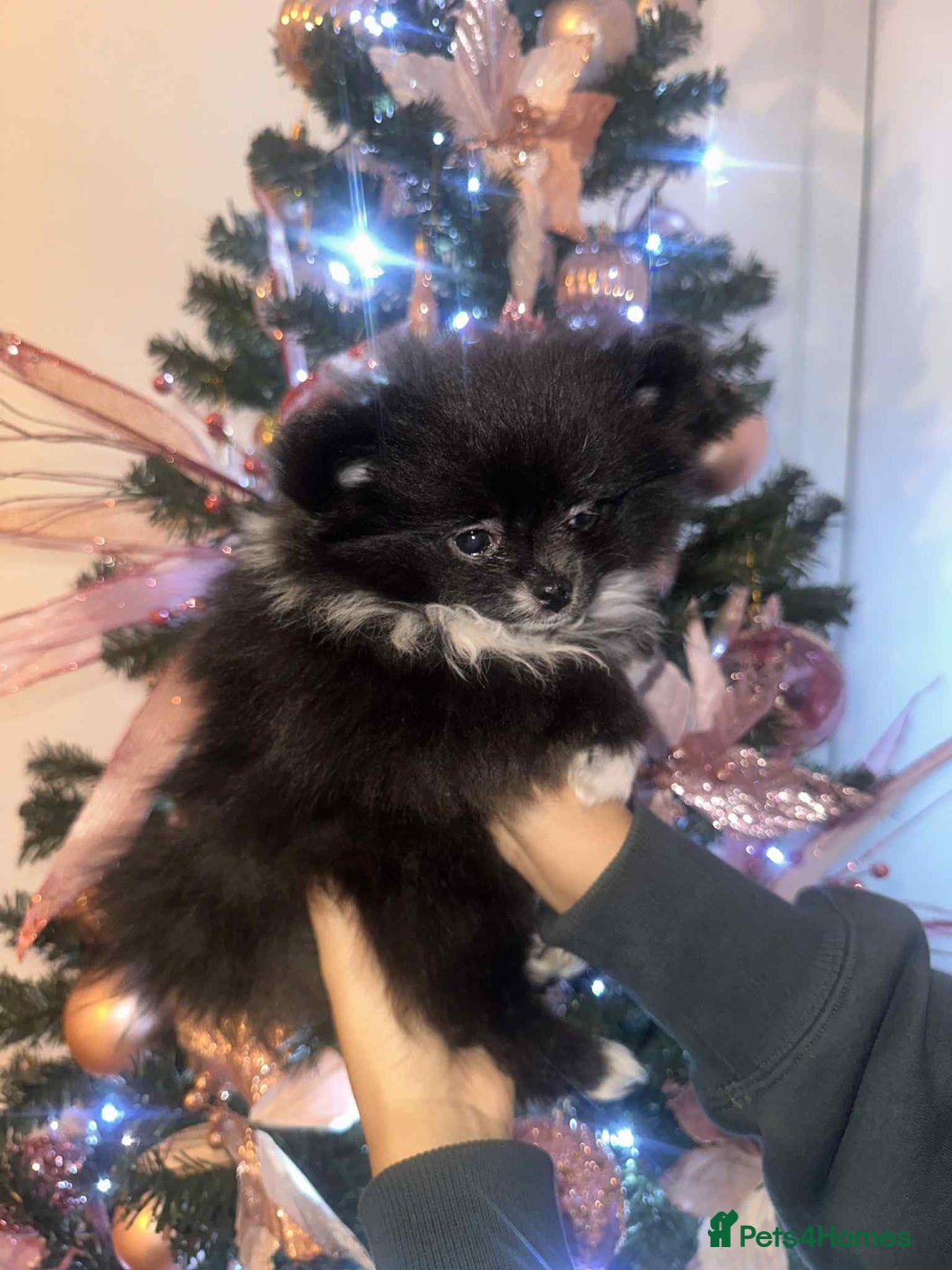 Pomeranian dogs for sale:  Pomeranian puppies  - Advert 11