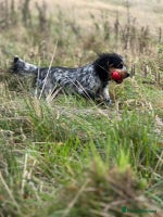Cocker Spaniel dogs - Advert 1