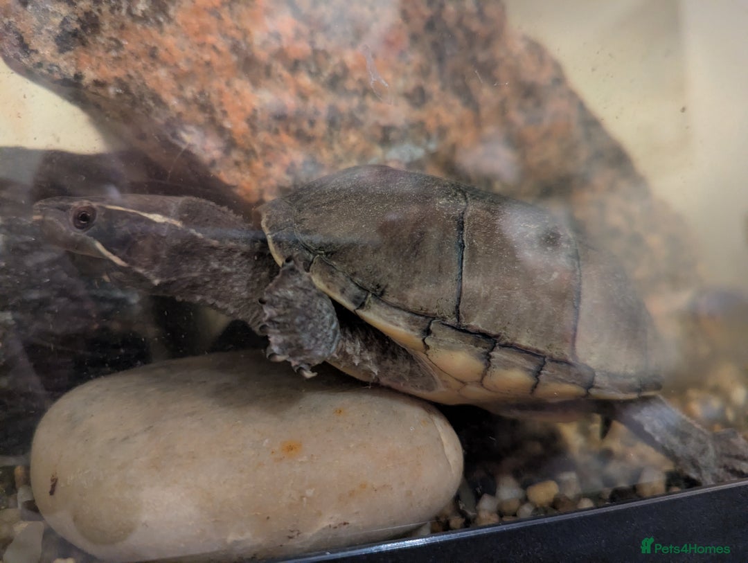 Turtle reptiles for sale: Pair of Female Musk Turtles - Terrapins - Advert 8