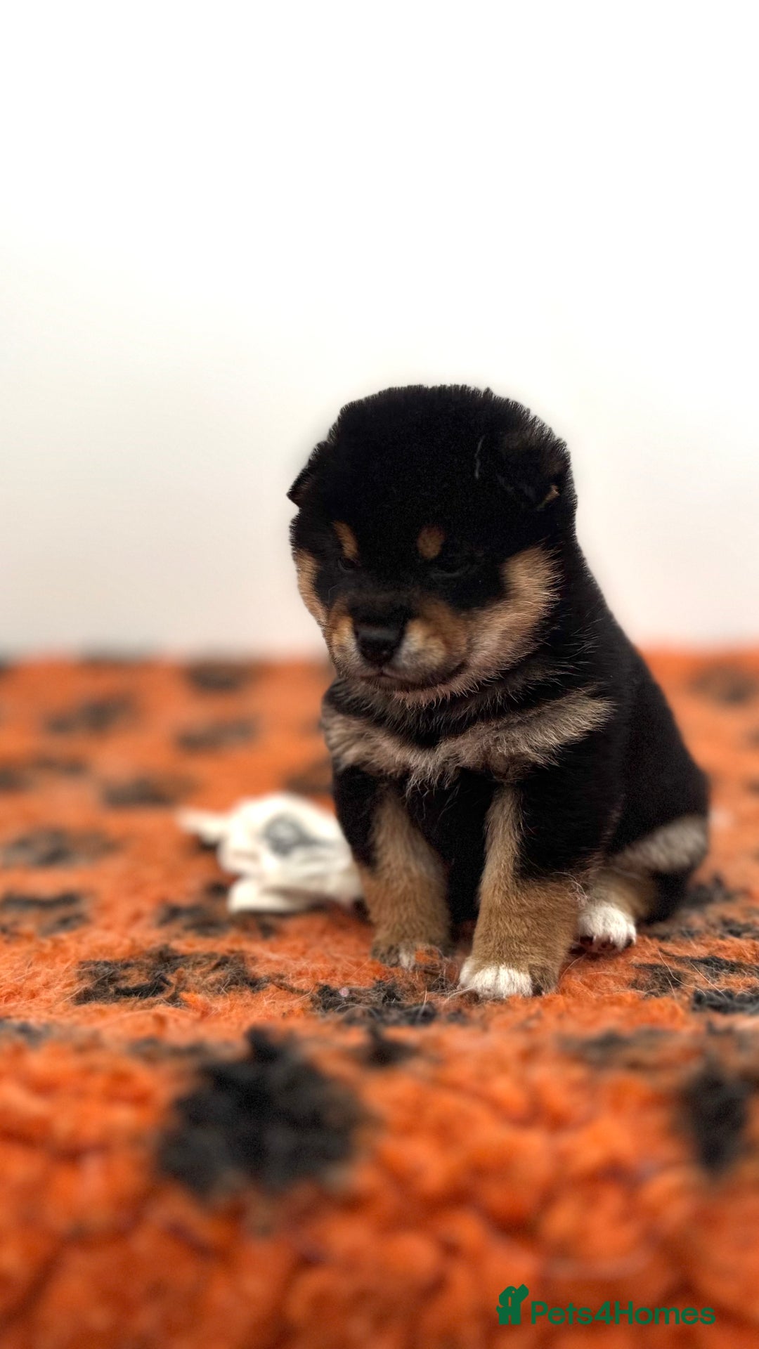 Japanese Shiba Inu dogs for sale: Shiba Inu Boy – Champion Crufts JP Heritage - Image 32