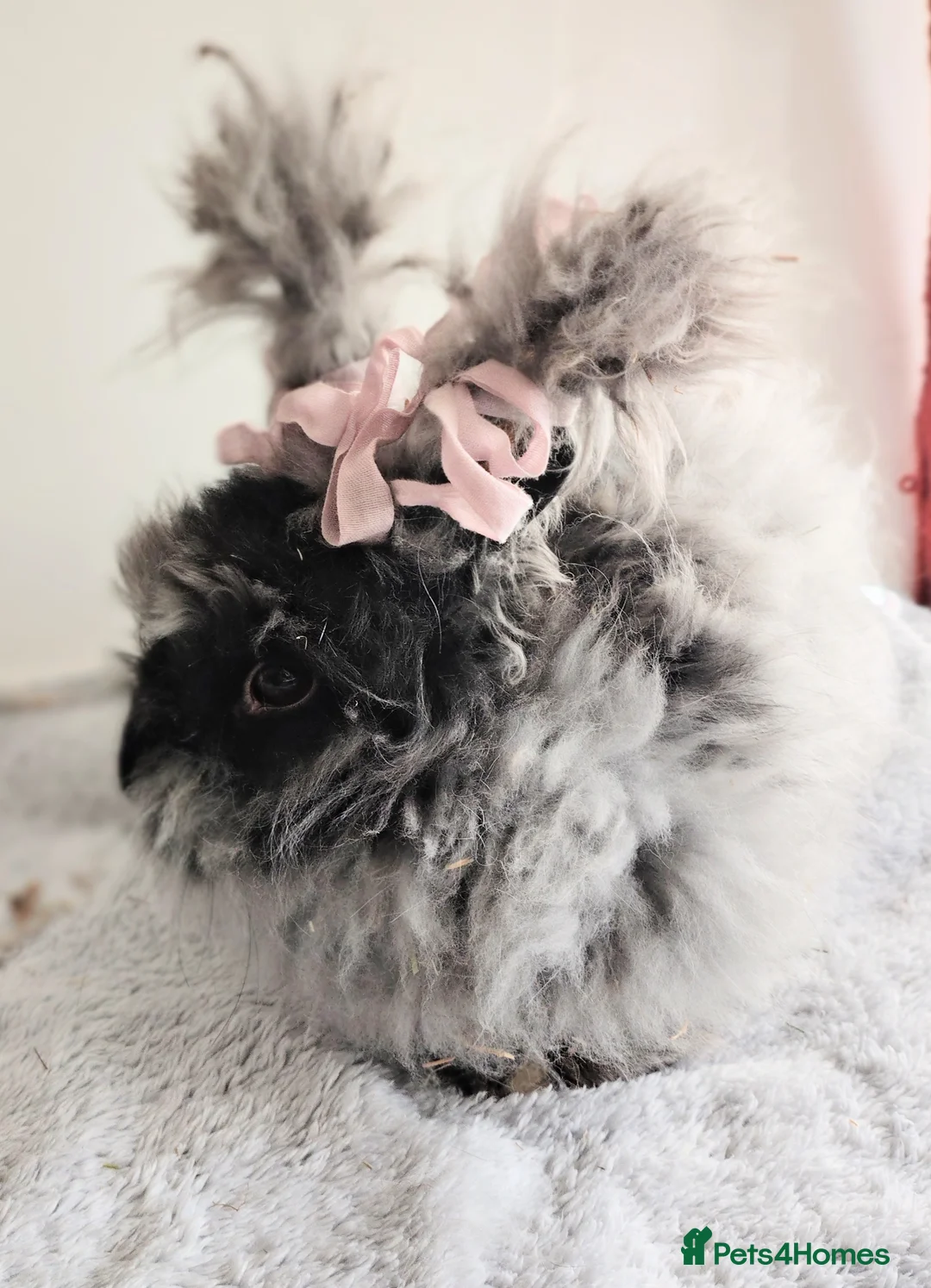 Angora rabbits for sale: Pure bred Angora Rabbit - Advert 2
