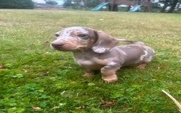 Miniature Dachshund dogs for sale: KC registered Minature Daxi puppies - Image 3