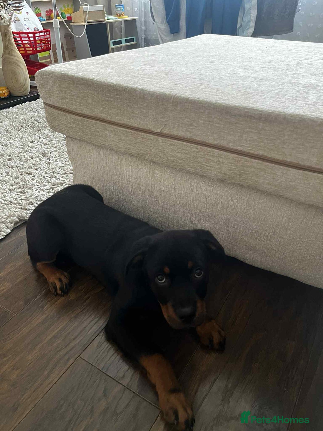 Rottweiler dogs for sale: Rotwailer Girl - Image 2