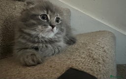 Mixed Breed cats for sale: Ragdoll X Scottish fold  - Image 3