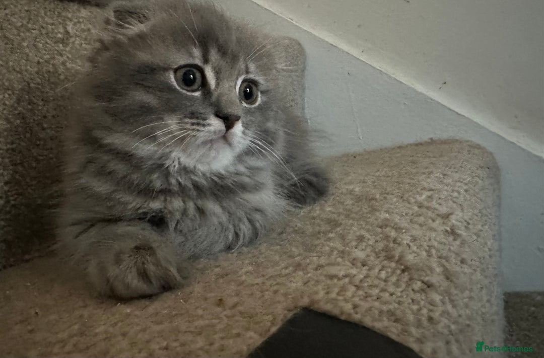 Mixed Breed cats for sale: Ragdoll X Scottish fold  - Image 3