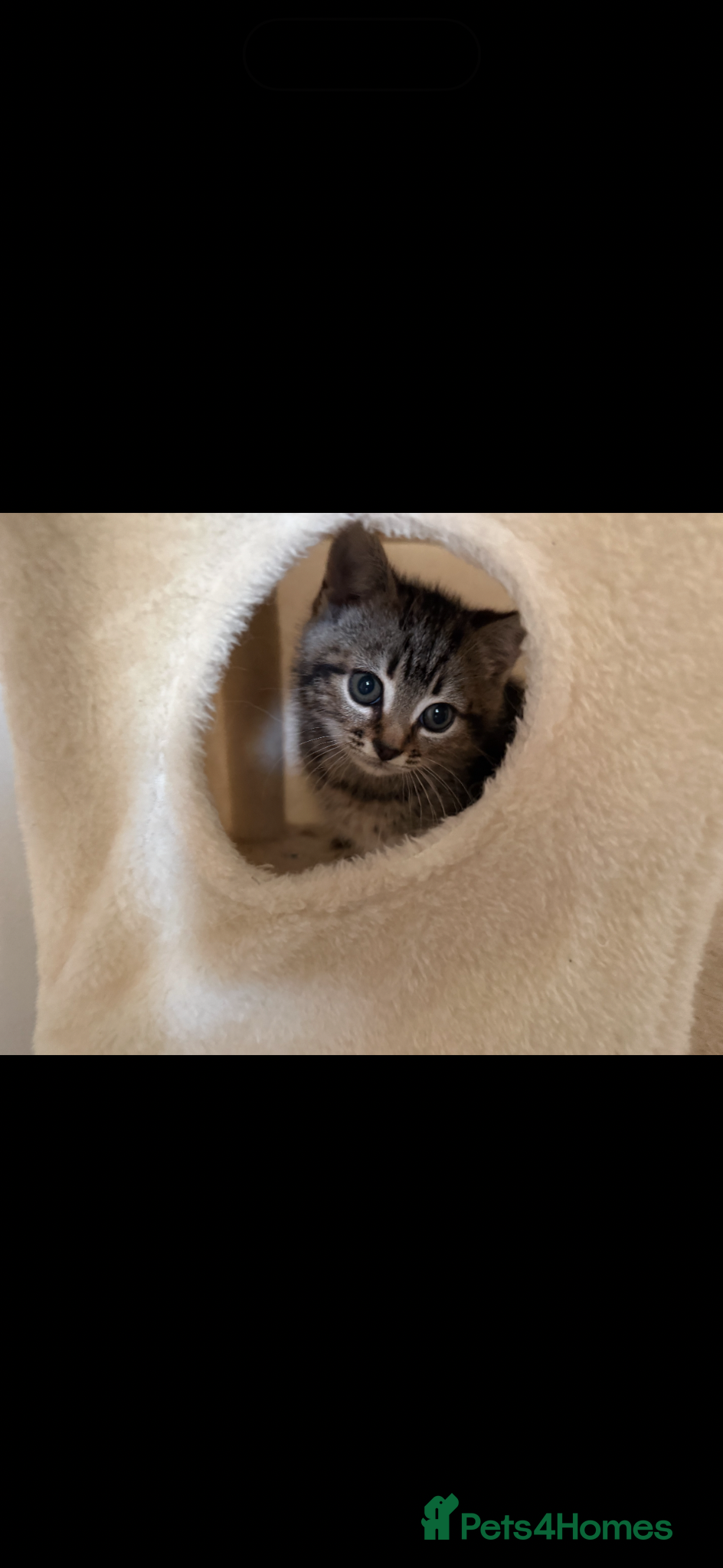 Mixed Breed cats Mixed breed kitten - Advert 1