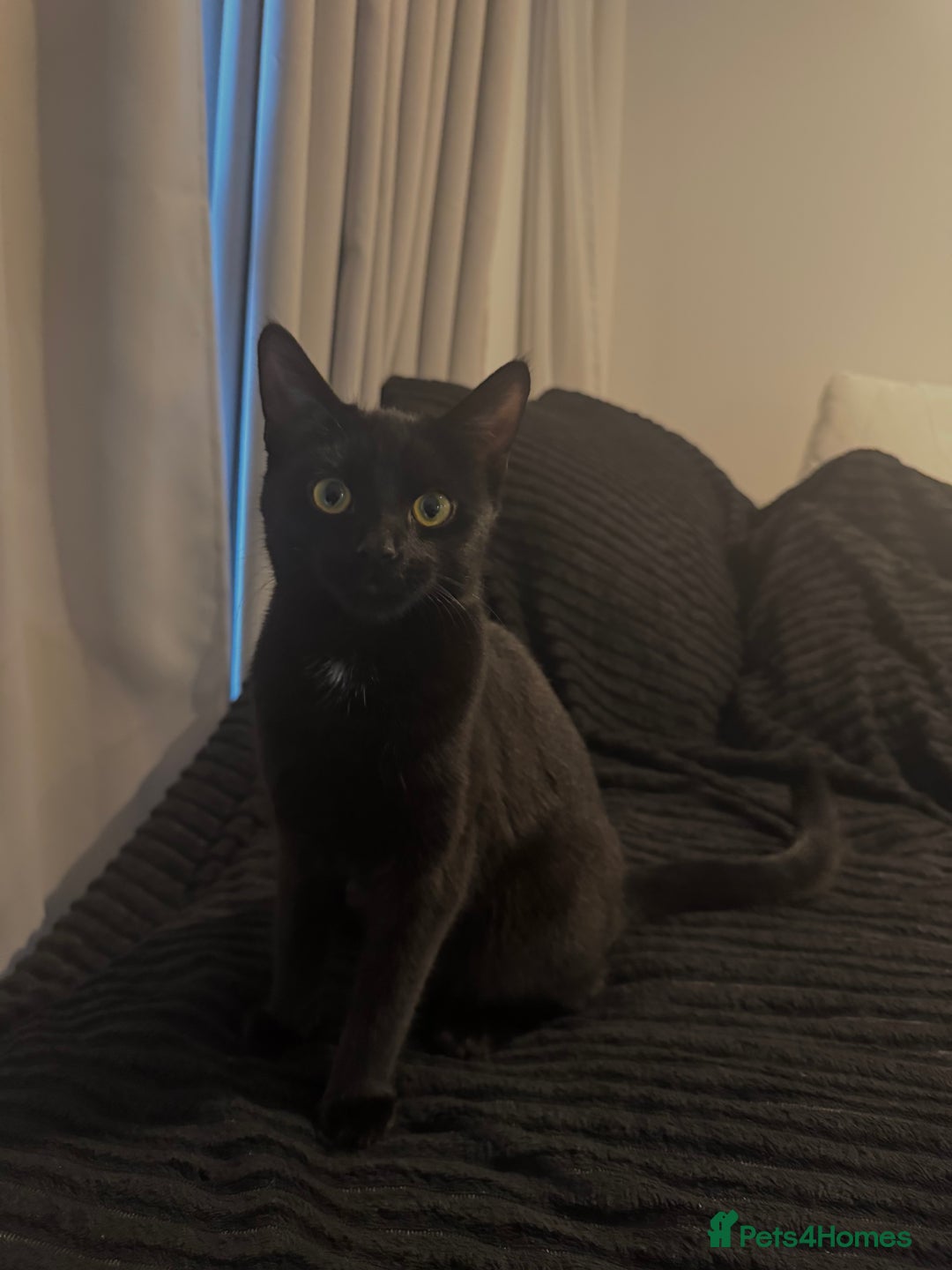 British Shorthair cats for sale: Lovely little kitten looking for a new home - Advert 2