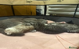 Scottish Fold cats for sale: 😻 Adorable Scottish Fold Kittens For Sale😻 - Image 28