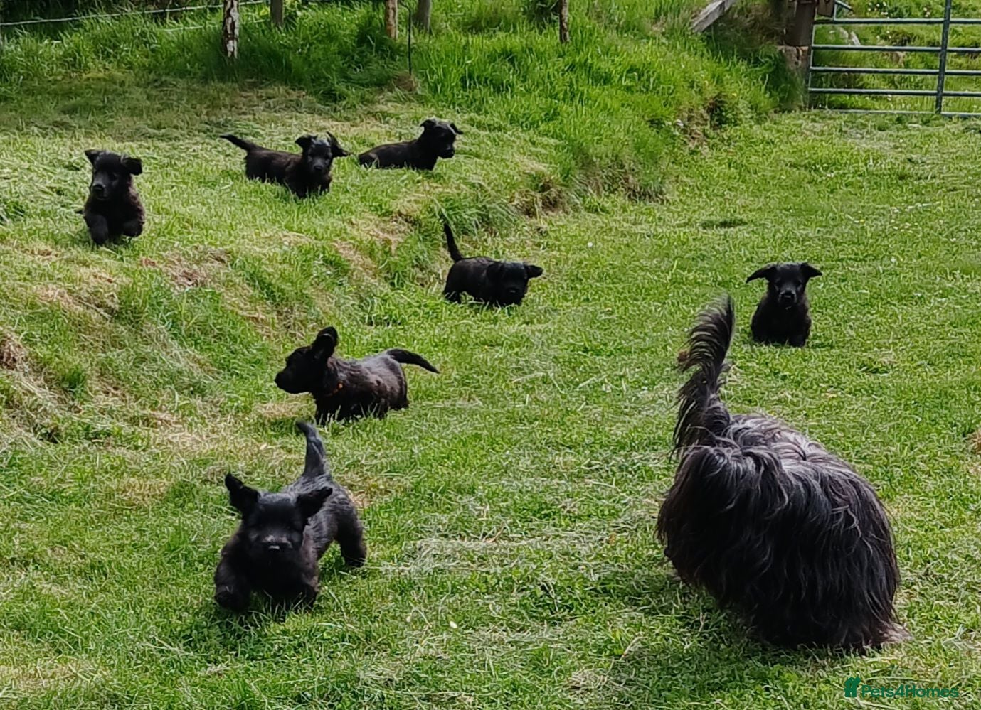 Skye Terrier dogs Rarely Available SKYE TERRIER Puppies - Advert 1