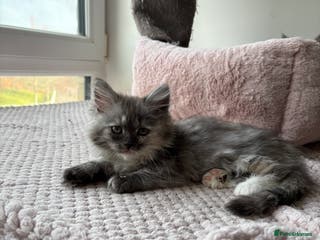 Munchkin cats Munchkin kittens - Advert 13