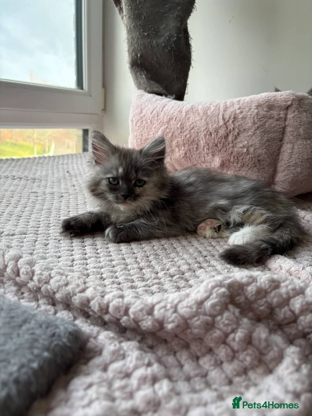 Munchkin cats for sale: Persian Munchkin kittens  - Advert 6