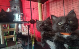 Maine Coon cats for sale: Adorable Maine Coon kittens in Manchester - Image 17