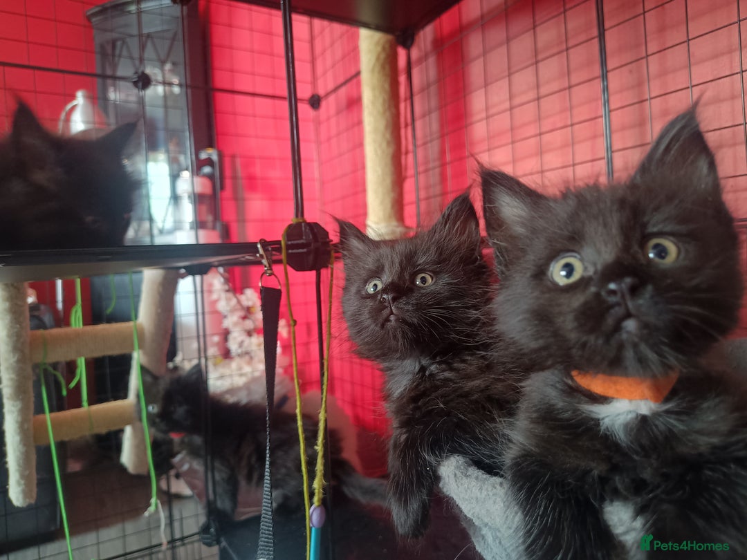 Maine Coon cats for sale: Adorable Maine Coon kittens in Manchester - Image 17