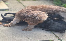 Cavapoo dogs for sale: Cavapoo rare black &tan health tested  - Image 22