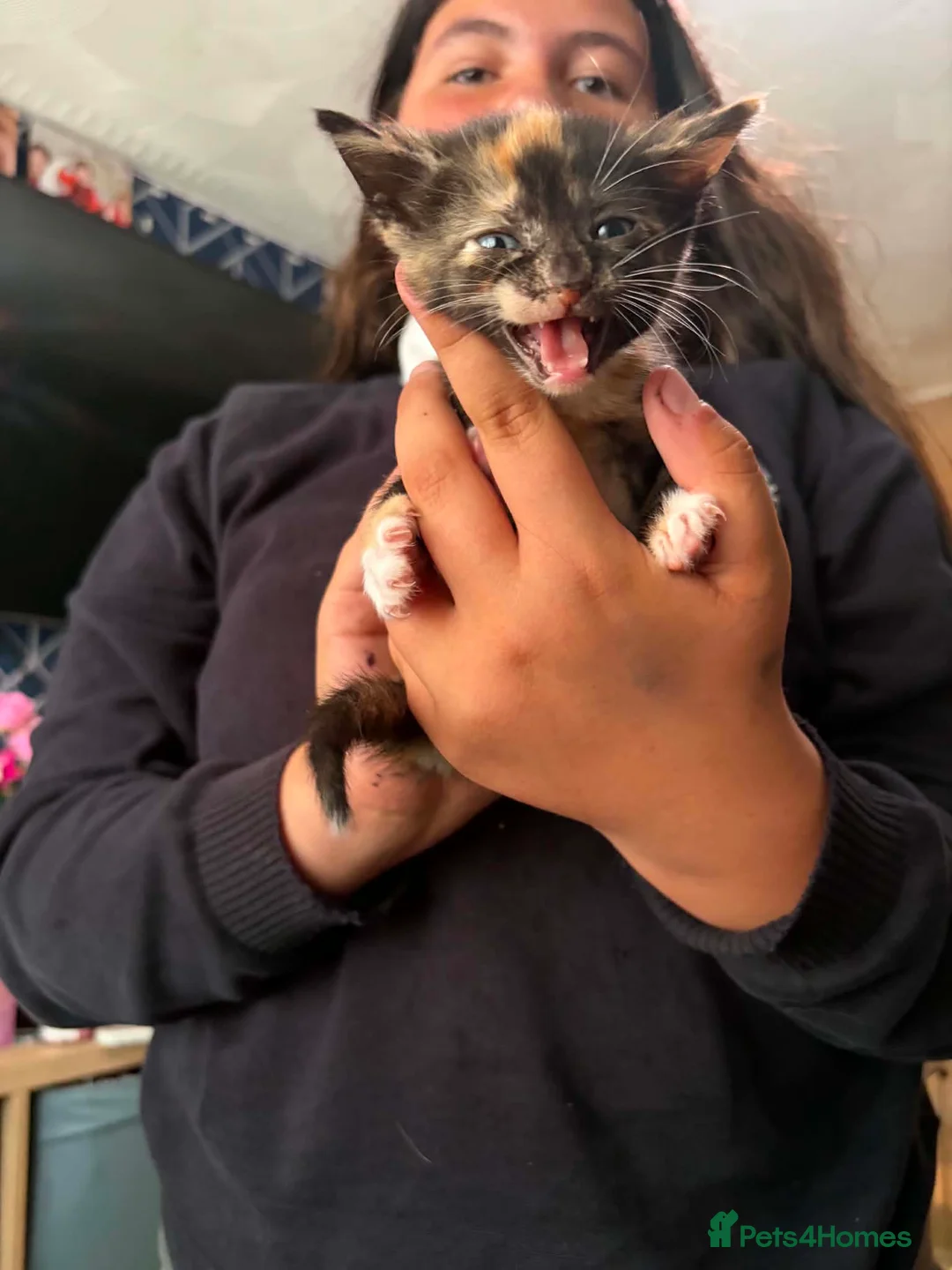 Domestic Shorthair cats for sale: Beautiful kittens  - Advert 4