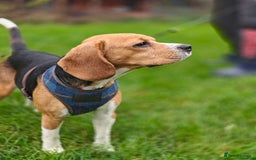 Beagle dogs for adoption: ❤️🐾 Lucy – A TRUE LITTLE GEM 🐾❤️ - Image 6
