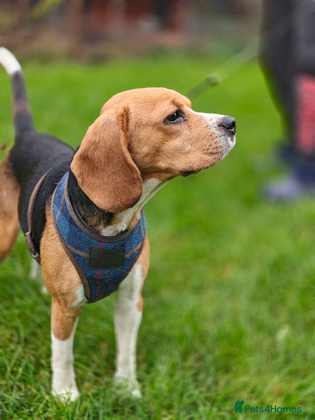 Beagle dogs for adoption: ❤️🐾 Lucy – A TRUE LITTLE GEM 🐾❤️ - Image 6