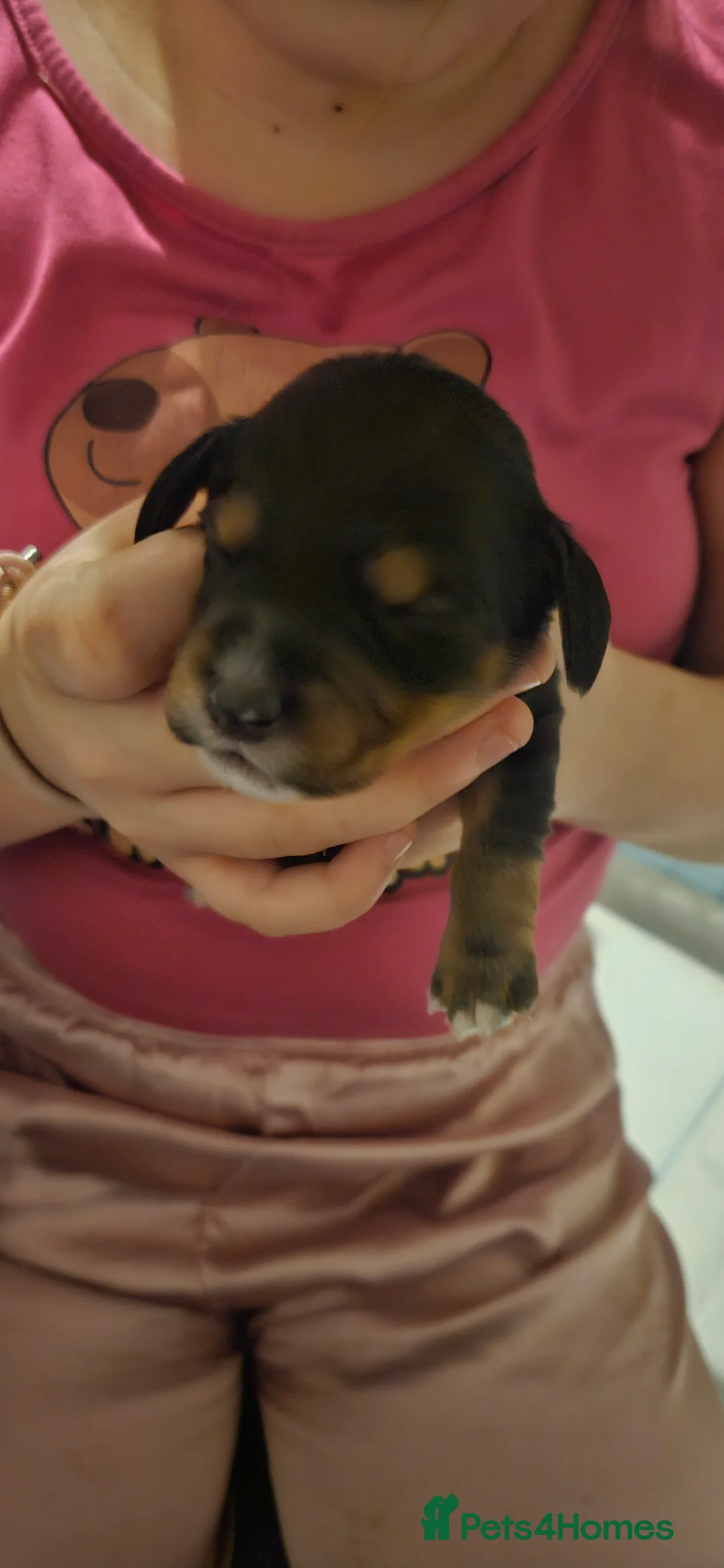 Mixed Breed dogs for sale: Daschund x Cocker Spaniel x Beagle - Advert 9