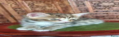 Siberian 4 female