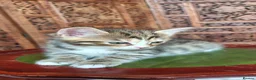 Siberian cats for sale: Cute mixed Siberian kittens in Dagenham - Advert 9