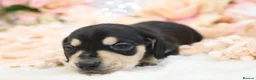 Miniature Dachshund dogs for sale: KC Miniature Dachshund Puppies - Advert 31