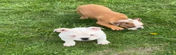 English Bulldog dogs for sale: Standard English Bulldog Puppies  - Advert 3