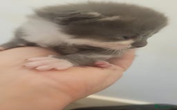 Mixed Breed cats for sale: Beautiful kittens  - Image 10