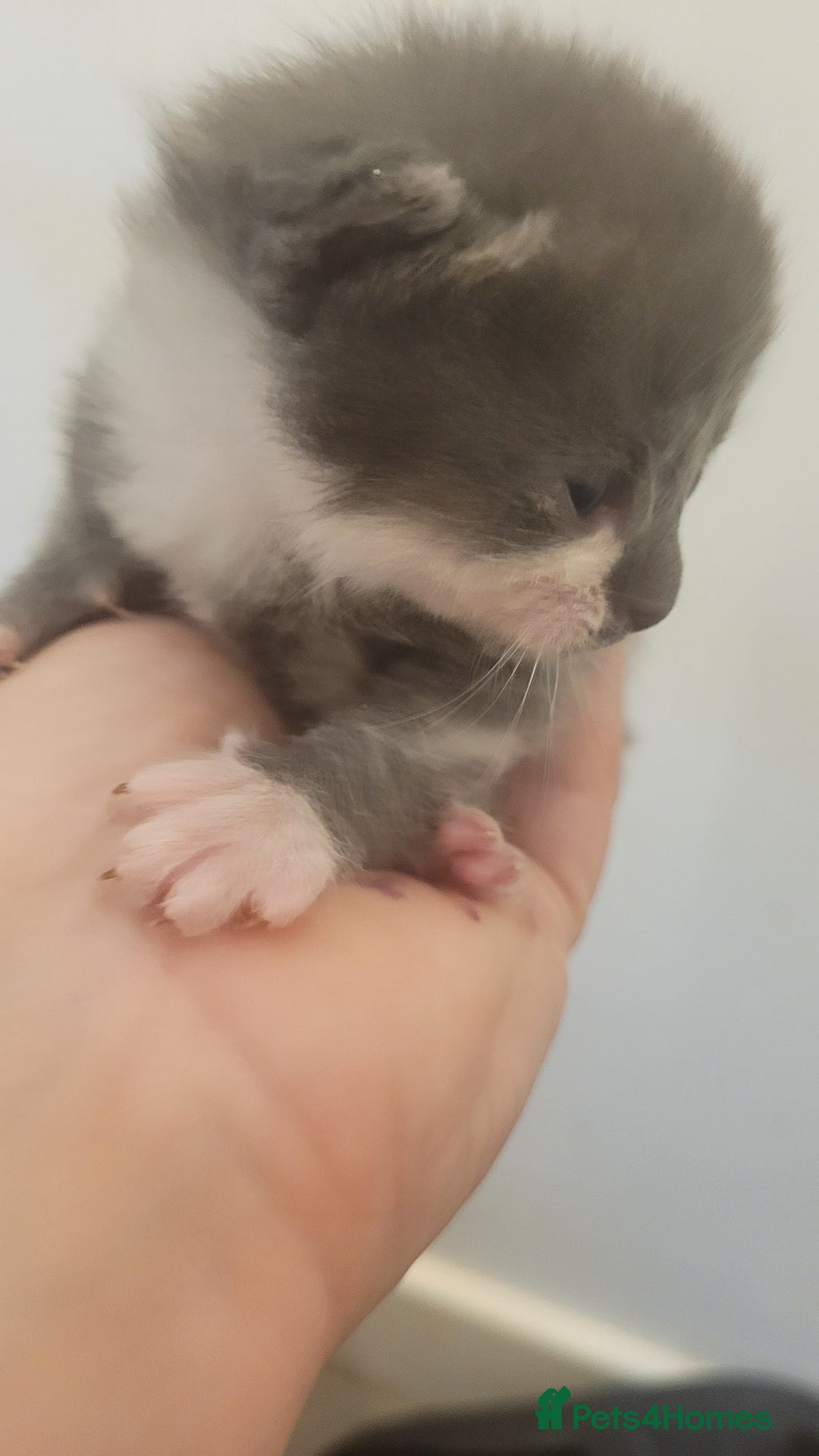 Mixed Breed cats for sale: Beautiful kittens  - Image 10
