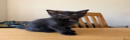 Mixed Breed cats for sale: F r e e kittens 1 male and 2 females  - Advert 2