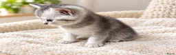 British Shorthair cats for sale: GCCF BSH kittens silver tabby & chinchilla  - Advert 5