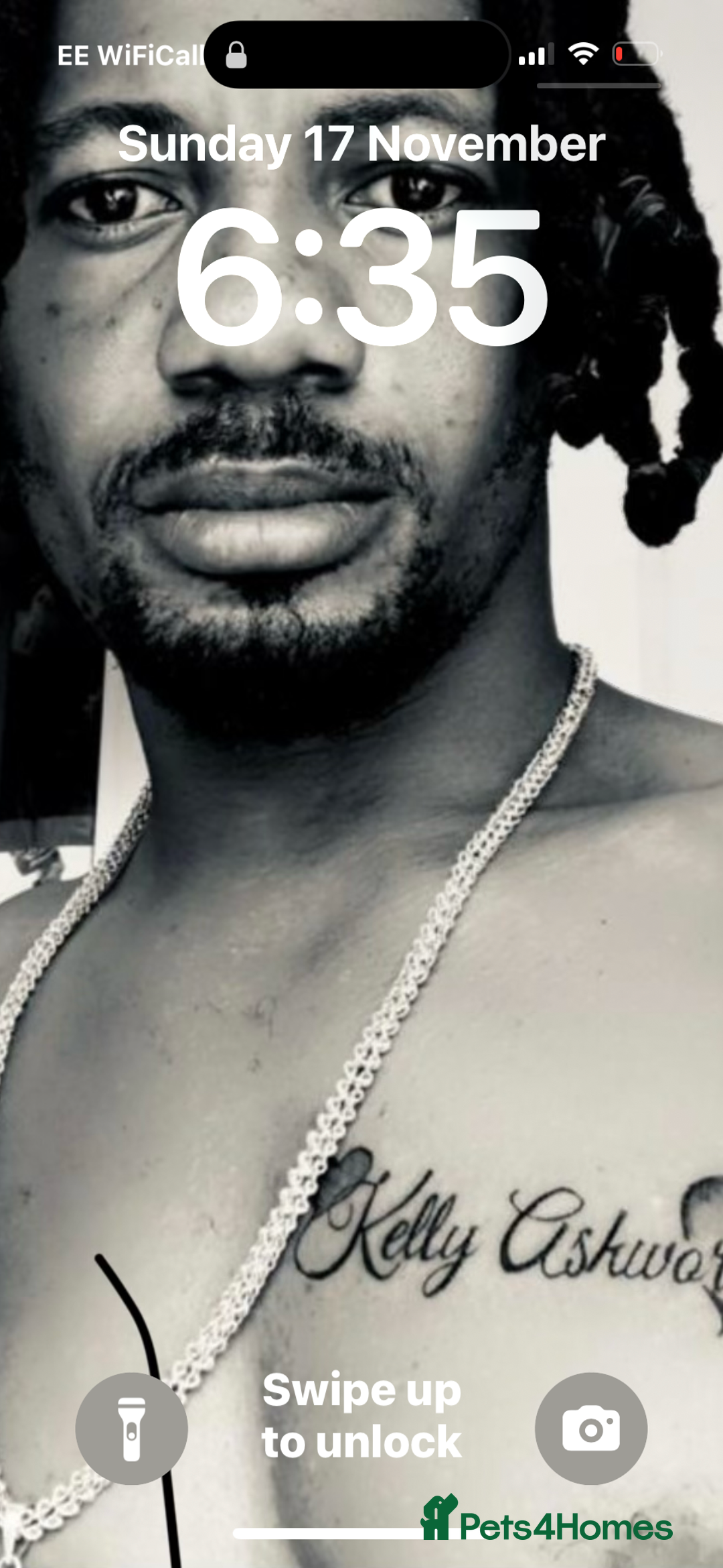 American Bulldog dogs for stud: Classic American bull 🇺🇸  - Image 33