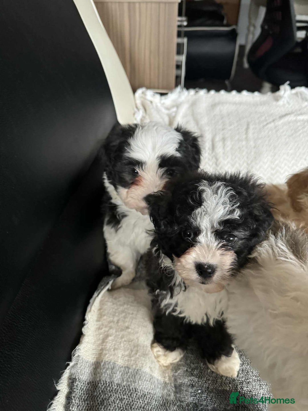 Mixed Breed dogs for sale: Bichon Maltese mix  - Advert 2