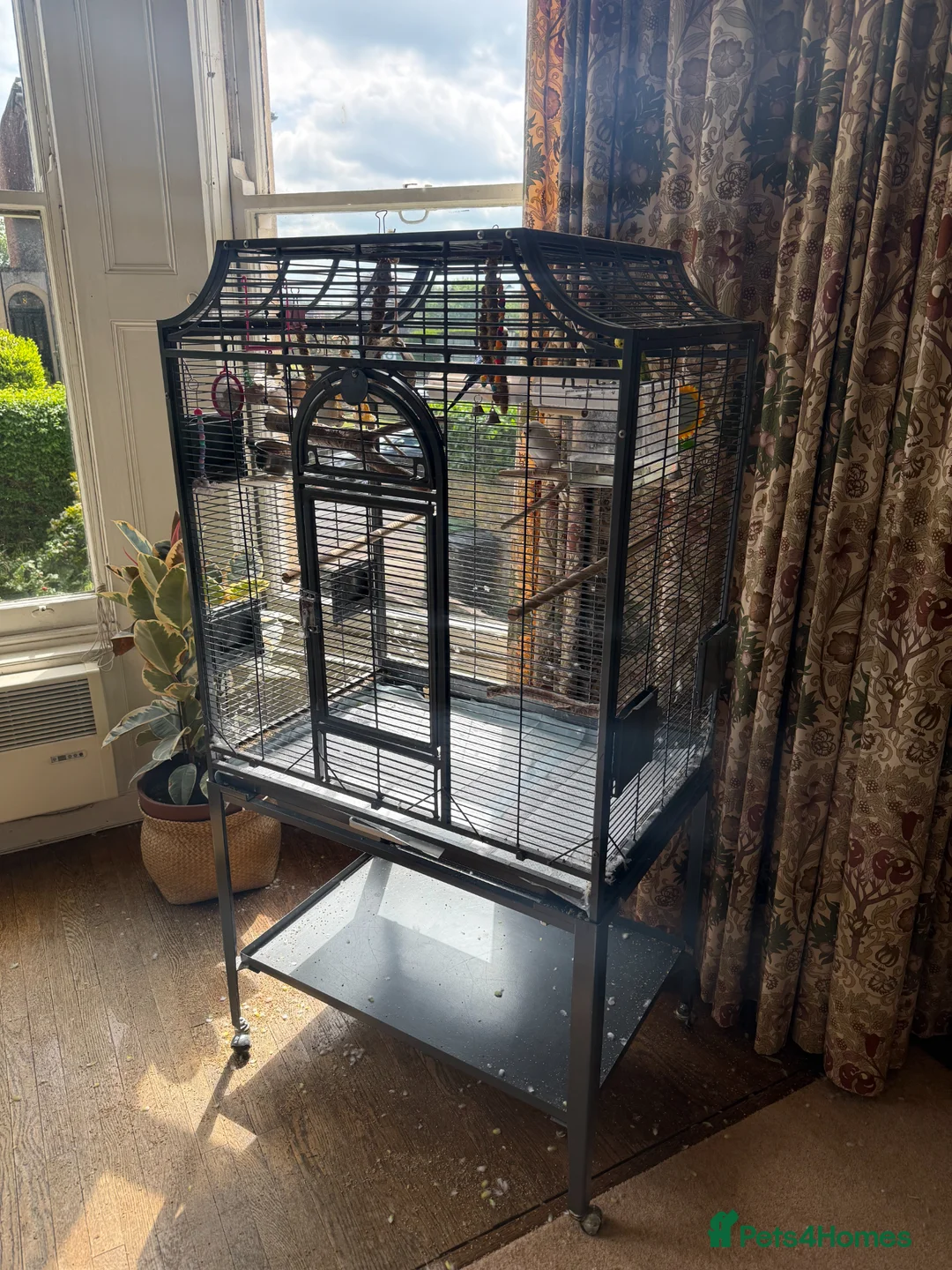 Budgerigars birds for sale: Large cage & 3 Budgies   in Bristol - Advert 2