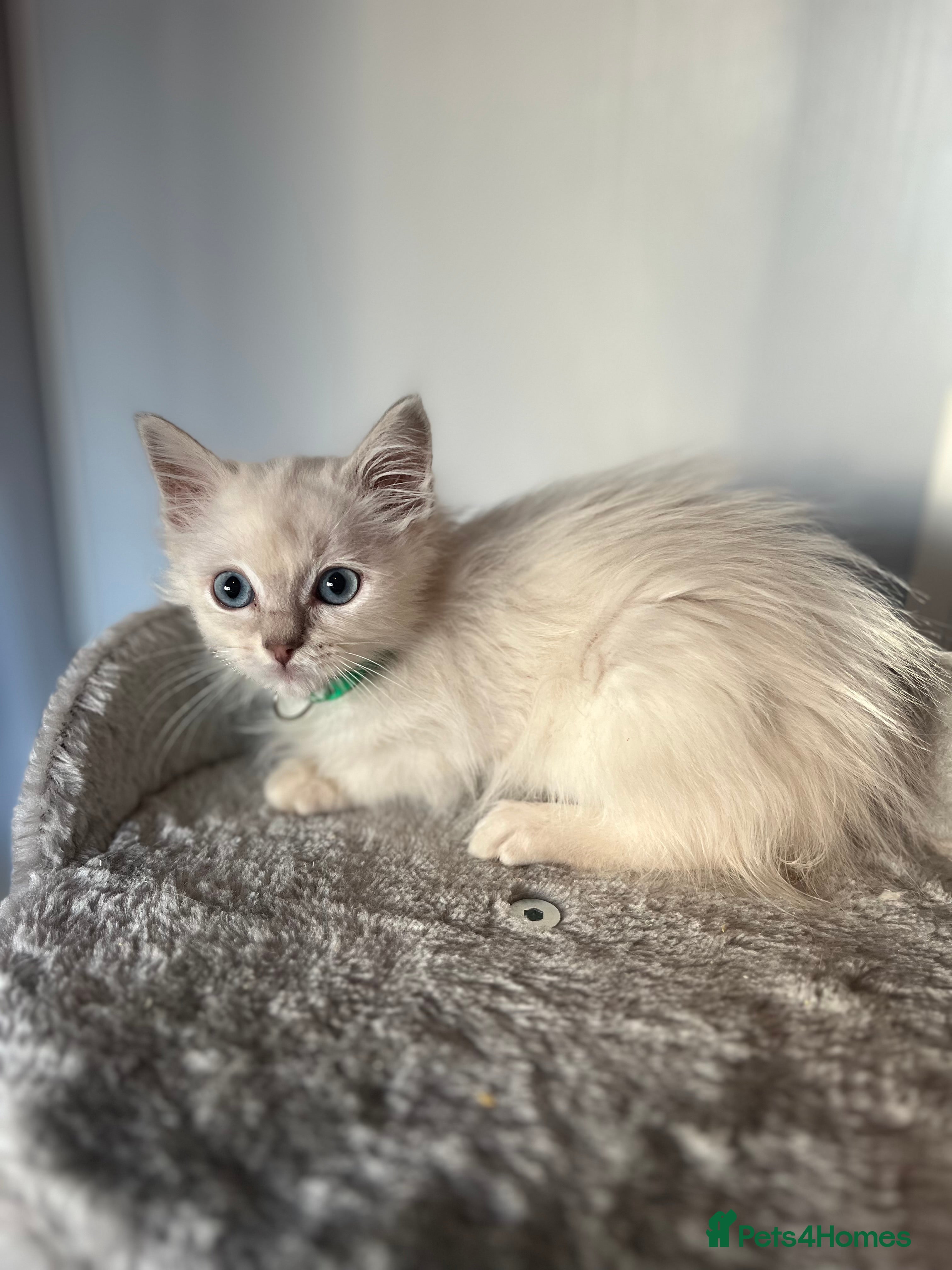 Ragdoll cats Gorgeous Tica Cherubim ragdoll kittens  - Advert 6