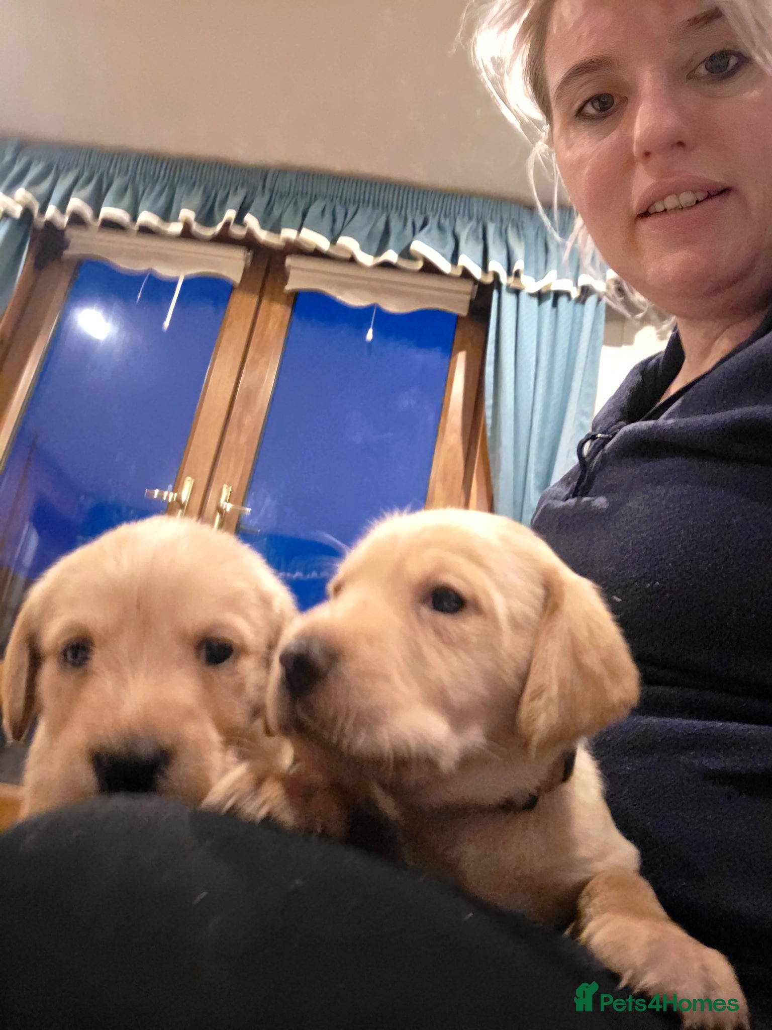 Mixed Breed dogs Vizslador Puppies  - Advert 2