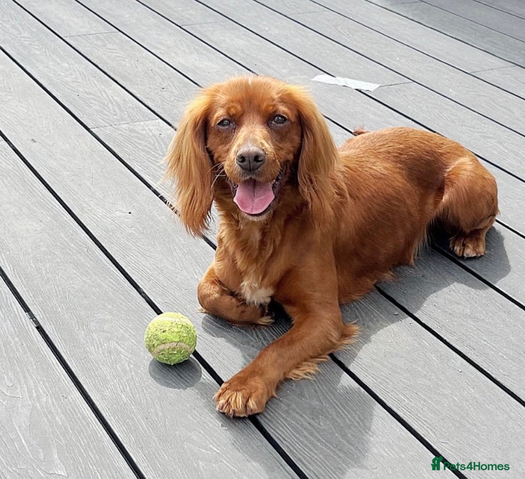 Cockapoo dogs for sale: Fox Red Cockapoo Puppies🎅 **  - Advert 10