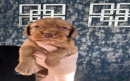 Cocker Spaniel dogs for sale: Working cocker spaniel pups  - Image 3