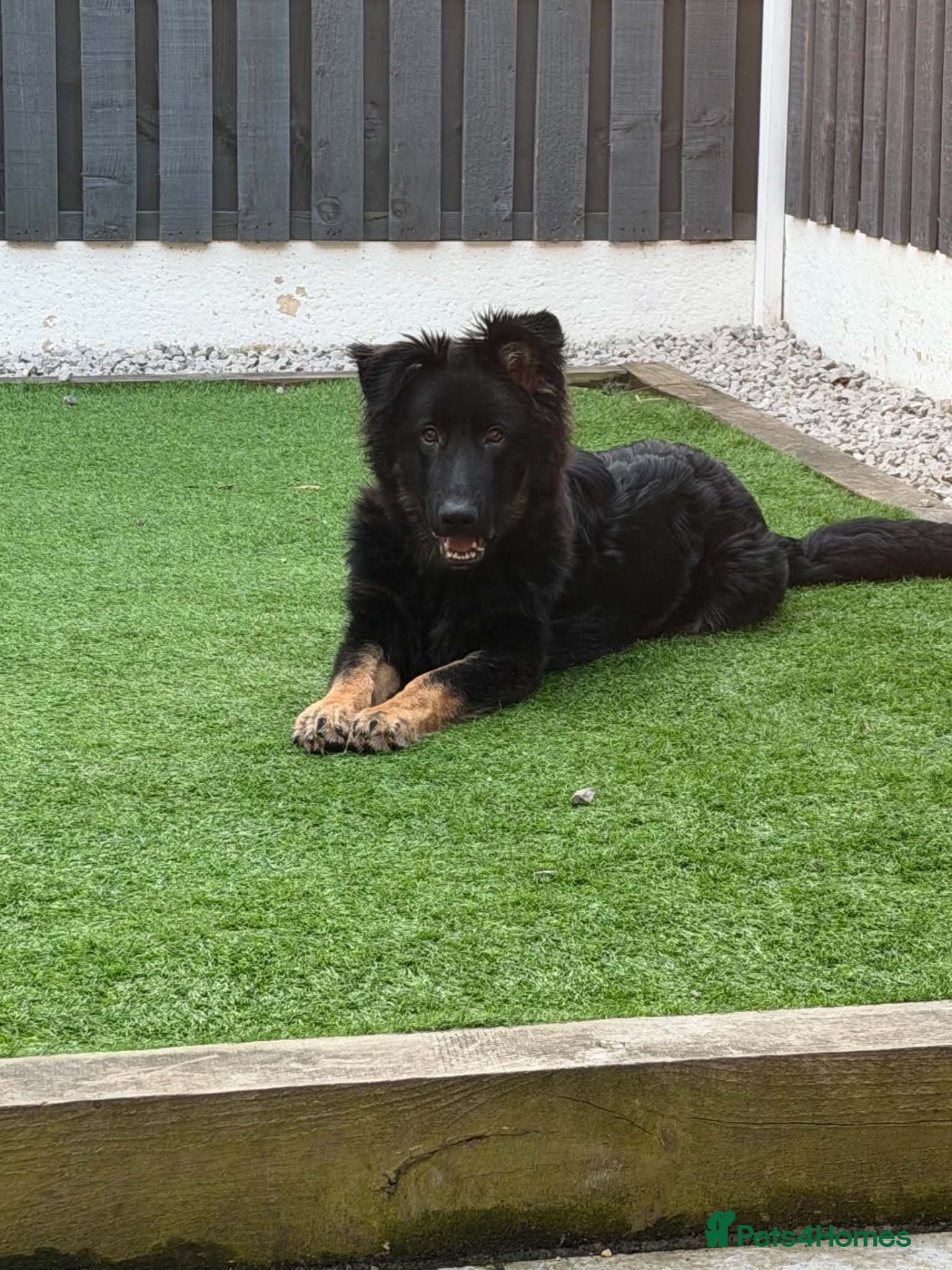 German Shepherd dogs 9 month old male German shepherd  - Advert 2