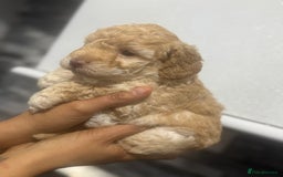 Cavapoo dogs for sale: x4 cockapoos puppies - Advert 18