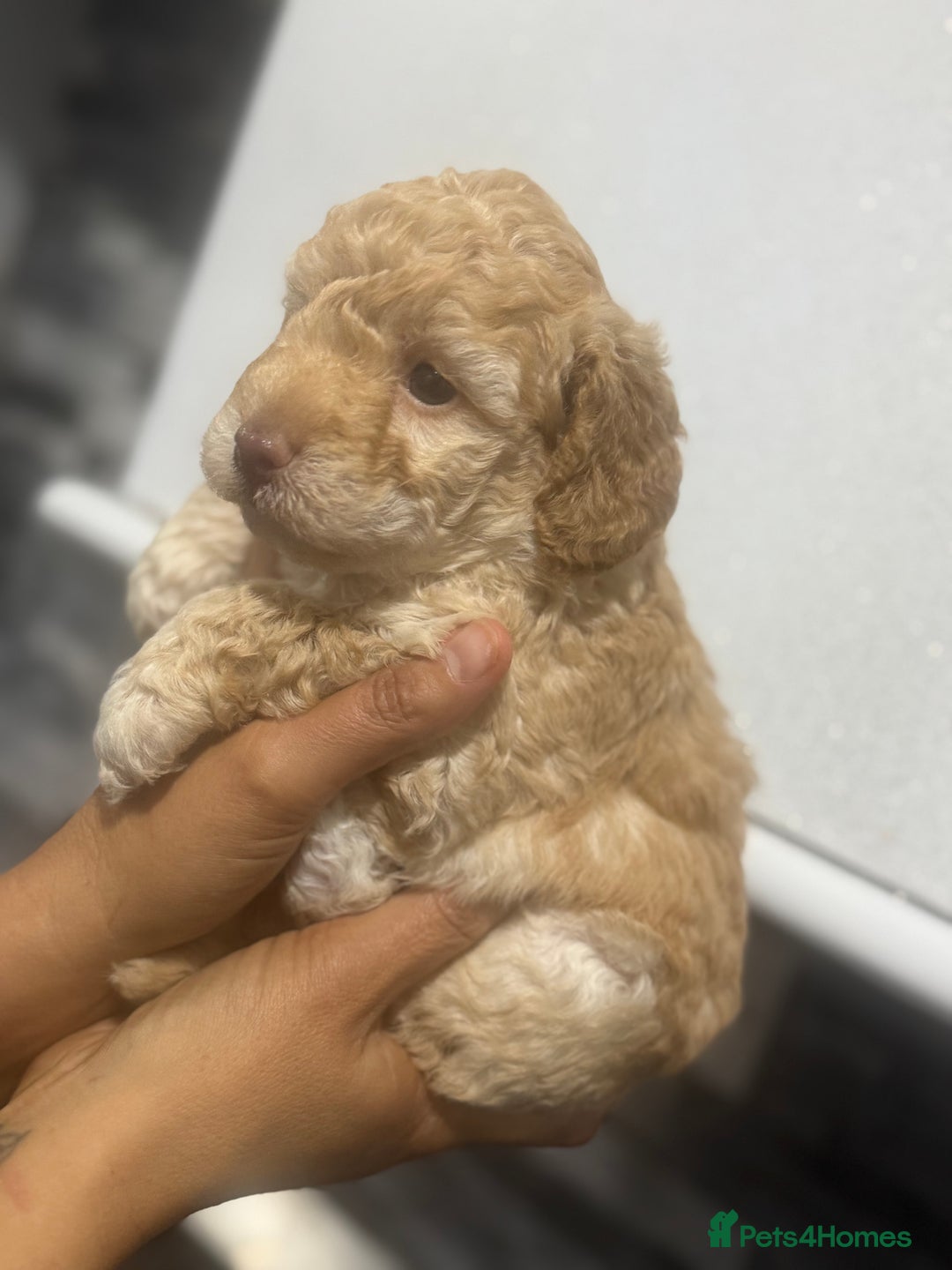 Cavapoo dogs for sale: x4 cockapoos puppies - Advert 18
