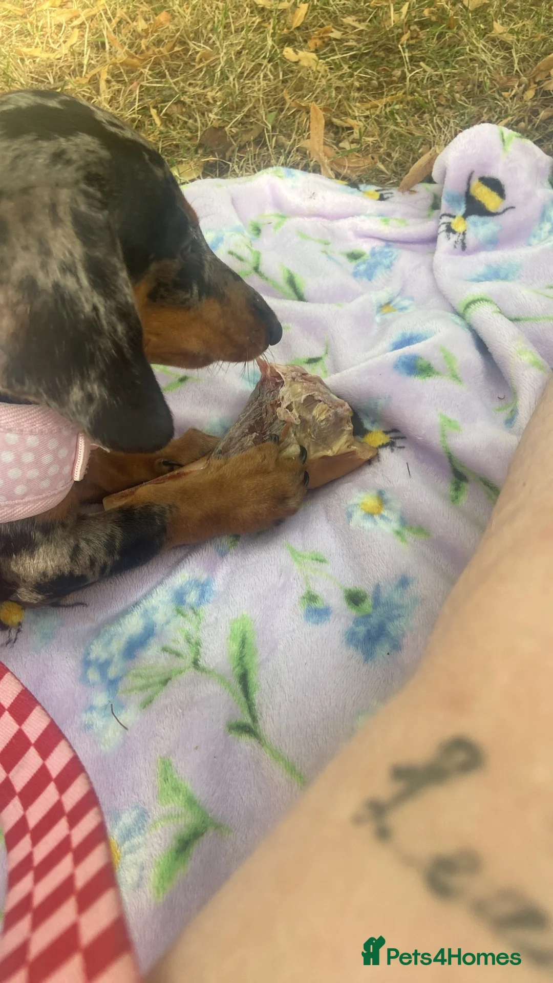 Dachshund dogs for sale: Dachshund puppy ready to go - Advert 4