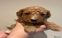 Standard Poodle dogs for sale: Beautiful KC Registered Standard Poodle Puppies - Image 17