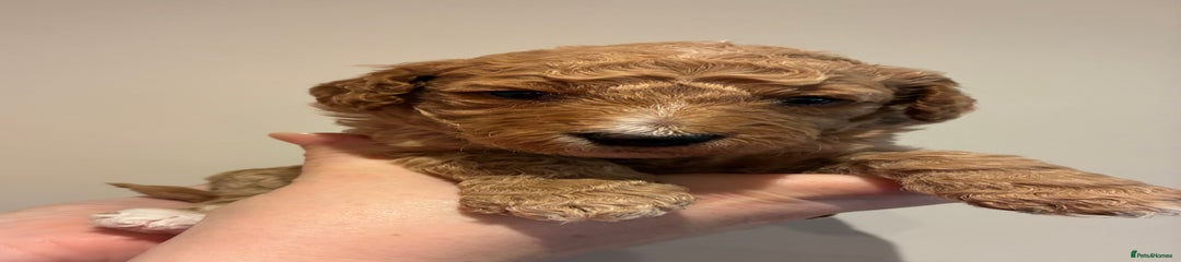 Standard Poodle Puppy 6