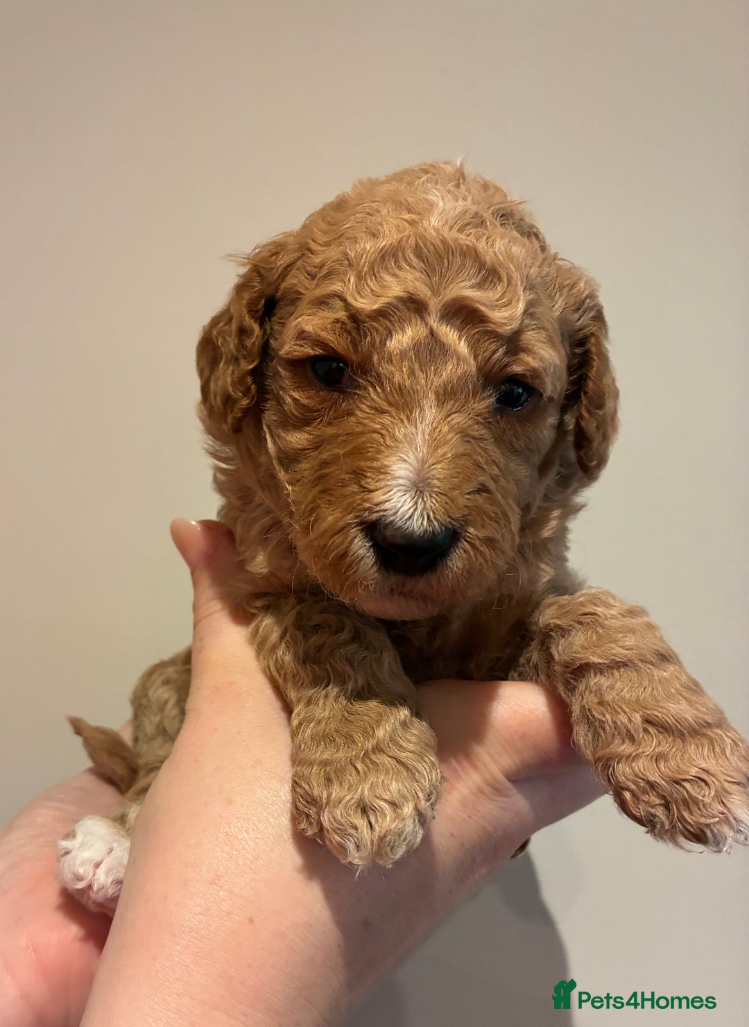 Standard Poodle dogs for sale: Beautiful KC Registered Standard Poodle Puppies - Image 17