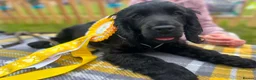 Cocker Spaniel dogs for sale: Beautiful Show Cocker Spaniel Puppy - Advert 3