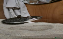 Mixed Breed cats for sale: 4 kittens left (microchipped) - Image 1