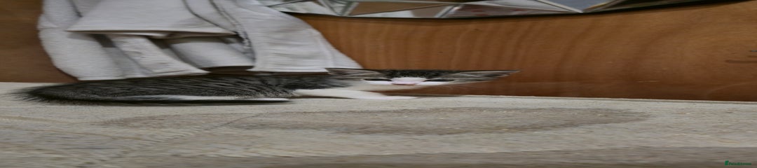Mixed Breed Kitten 2