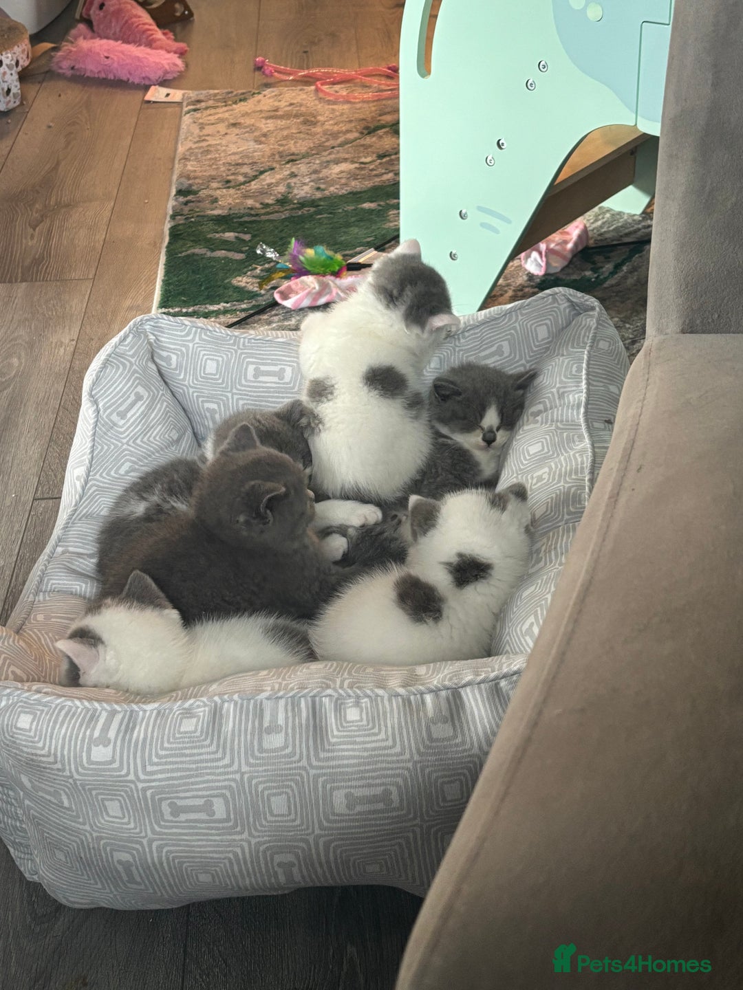 British Shorthair cats for sale: 2 sweet babies left!! - Advert 3
